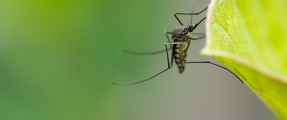 A mosquito invading a property in Wesley Chapel, NC.