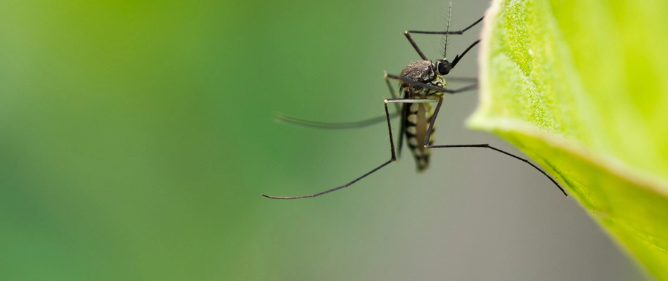 A mosquito invading a property in Wesley Chapel, NC.