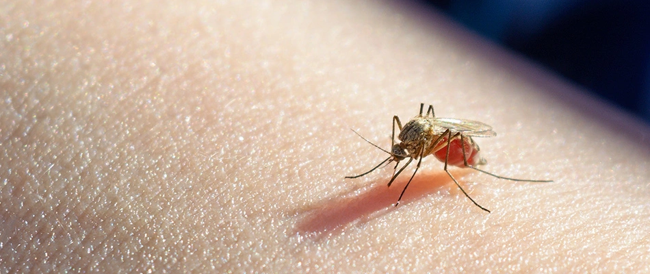 Mosquito sucking a person's blood while perched on their skin near Matthews, NC.