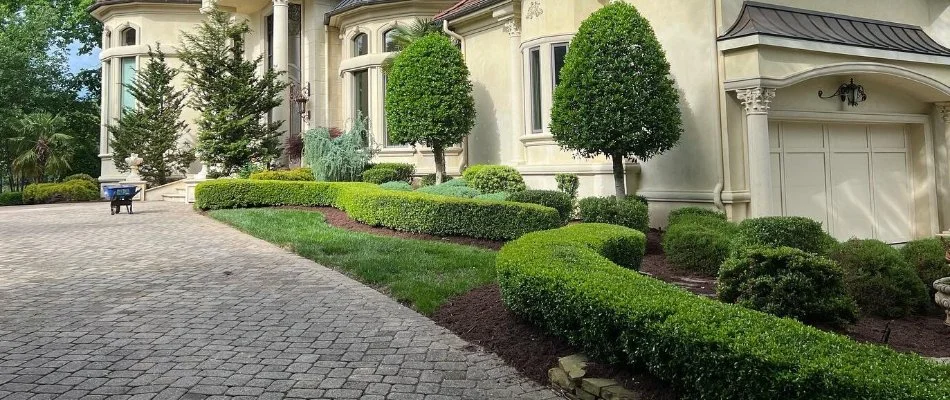 Neat landscaping in Baxter Village, SC, with green shrubs beside a driveway.