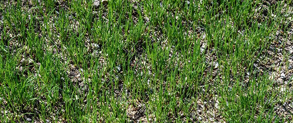 Beautiful lawn with patches of missing grass being overseeded to fill it in.