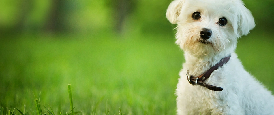 A cute white puppy sitting on a fertilized, healthy, and pet-friendly lawn near Matthews, NC.