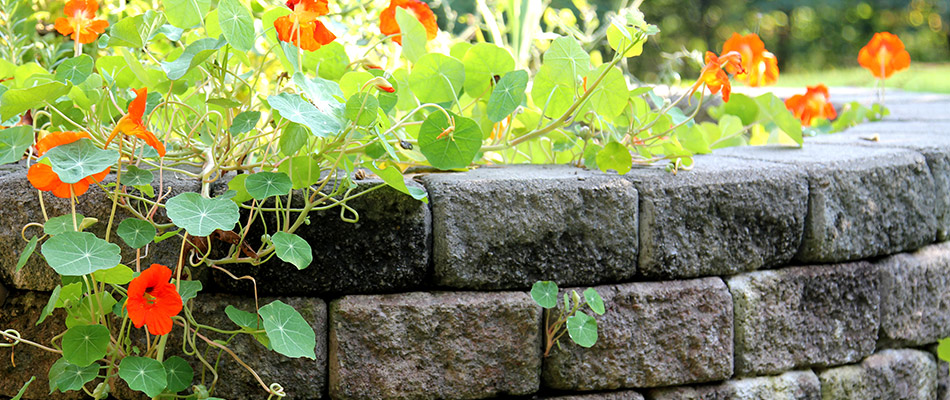 Retaining wall of stone blocks covered in beautiful vines.