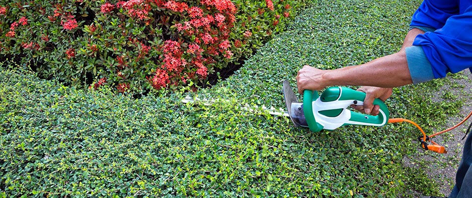 Trimming a shrub with a large trimmer to shape it to perfection near Matthews, NC.