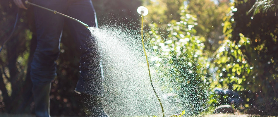 Dandelion weed growing in a lawn is being sprayed with weed control.