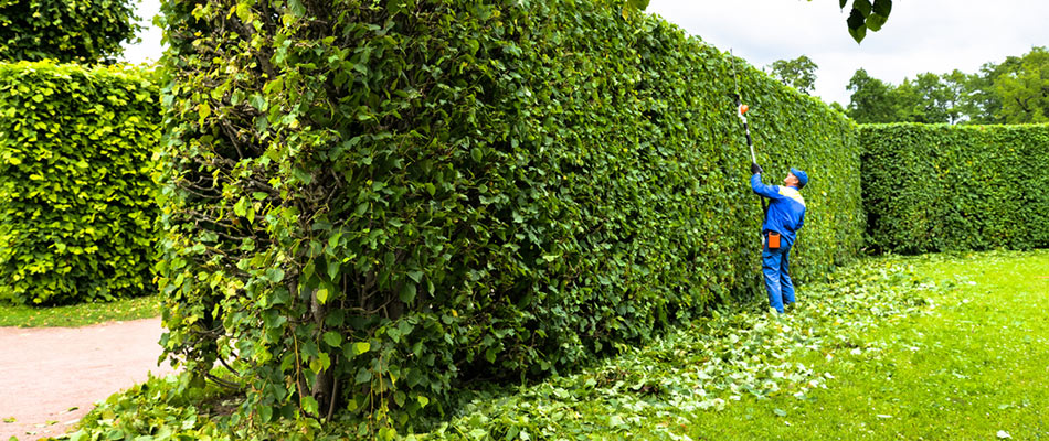 Be beautiful wall of tall shrubs being trimmed by a professional near Matthews, NC.