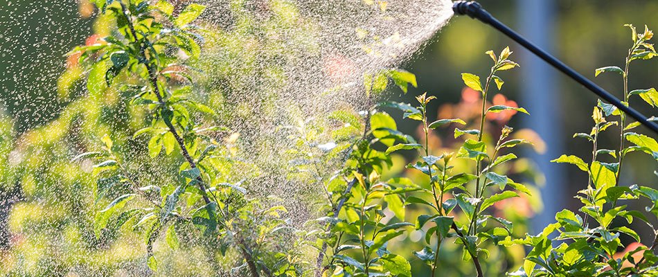 Sun glinting as a professional sprays a small tree and landscape bed with insect control near Charlotte, NC.