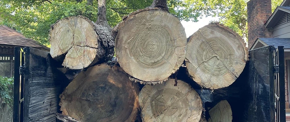 Tree trunks chopped and in a trailer ready to be hauled away in Matthews, NC.