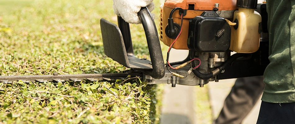 Shrub being trimmed by a large trimmer to shape it again in the spring near Matthews, NC.