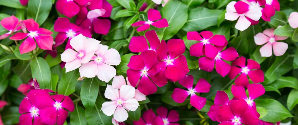 Vincas annual flowers installed in Matthews, NC.